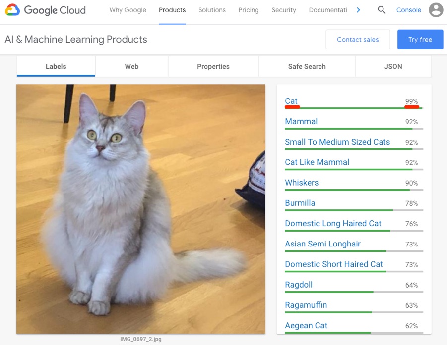 google vision api cat