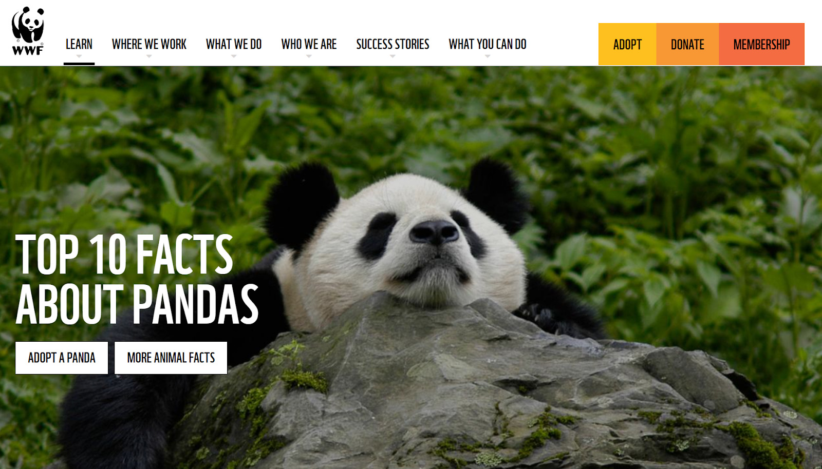 Excerpt of WWF article on 10 facts about pandas; picture of panda resting on a rock with lush greenery as a backdrop